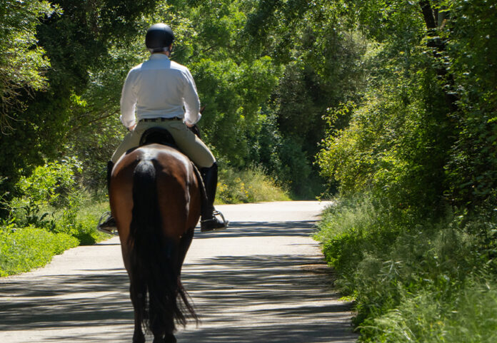 adinjc-blog-horse-road-safety-featured-image