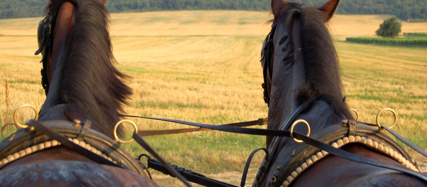 Horses