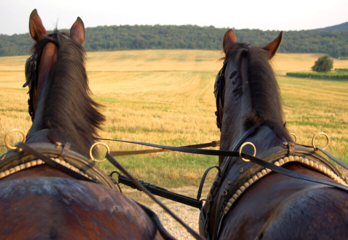 Horses